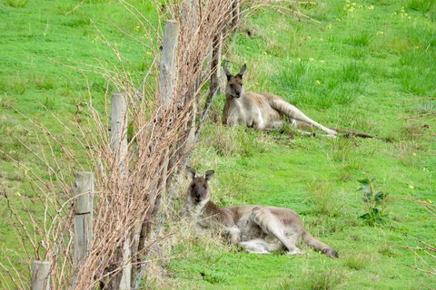 Hotel California Road Inkwell Wines - Accommodation Mermaid Beach 5