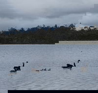 Lake Yalleena Nature Retreat - Accommodation Mermaid Beach