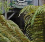 The Wombat Cottage - Accommodation Mermaid Beach