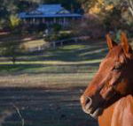Historic Oak Hill House Estate Truffle Gourmet Festival Region - Accommodation Mermaid Beach