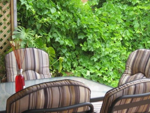 Amalie Cottage Waikerie Unit 1 - Accommodation Mermaid Beach 6