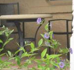 Amalie Cottage Waikerie Unit 1 - Accommodation Mermaid Beach
