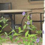 Amalie Cottage Waikerie Unit 1 - Accommodation Mermaid Beach 0