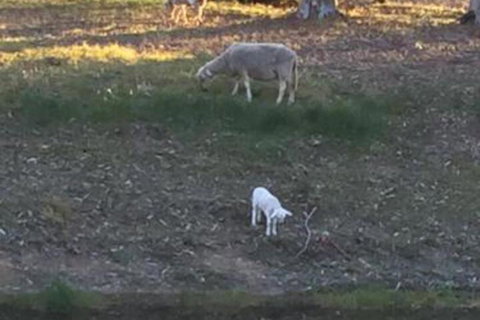 Tree Of Love Farm Stay - Accommodation Mermaid Beach 5