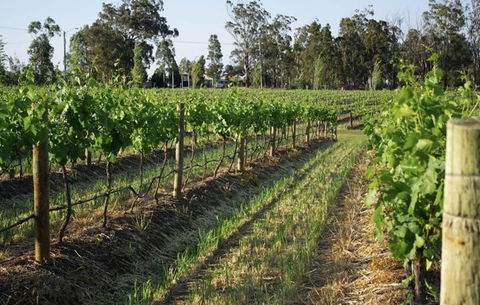 Renovated Cottage Aberdare Hunter Valley - Accommodation Mermaid Beach 0