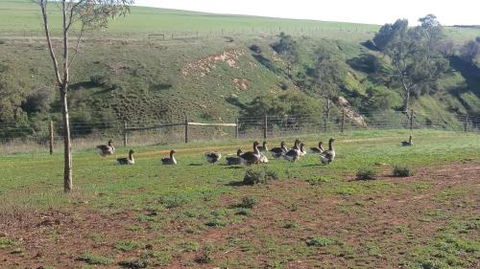 The Cottage At Riverside Farm - Accommodation Mermaid Beach 6