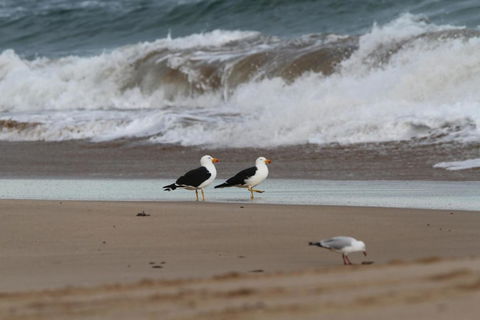 LOCKINGTON - Accommodation Mermaid Beach 6