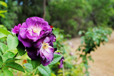 Caves Road Chalets - Accommodation Mermaid Beach 3