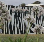 Zebras Guest House - Accommodation Mermaid Beach