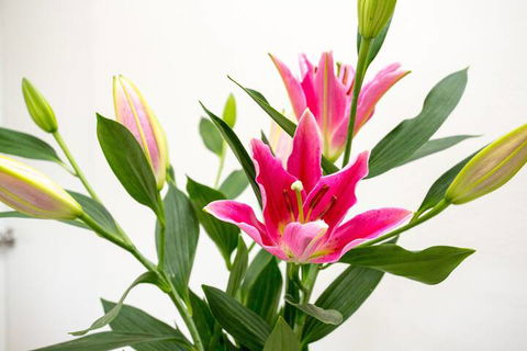 Cowra Motor Inn - Accommodation Mermaid Beach 4