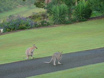 Belle La Vie B & B - Accommodation Mermaid Beach 5