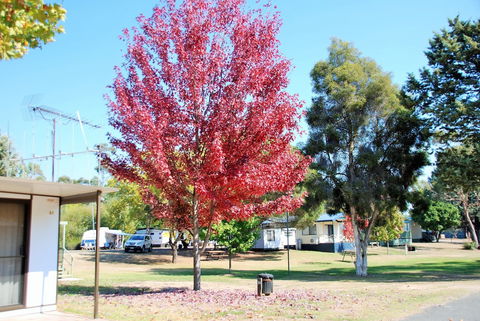Beechworth Lake Sambell Caravan Park - Accommodation Mermaid Beach 6