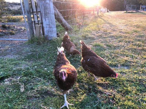 Bryn Glas Farm Stay - Accommodation Mermaid Beach 0