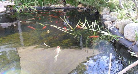 Settlement Motor Inn, Deniliquin - Accommodation Mermaid Beach 3