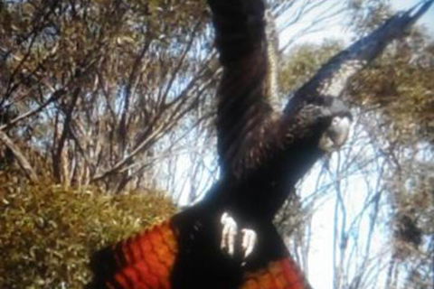 Cooinda Holiday Village - Accommodation Mermaid Beach 1