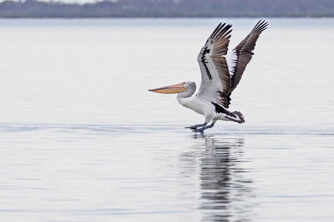 Mariners Cove At Paynesville Motel & Apartments - Accommodation Mermaid Beach 5