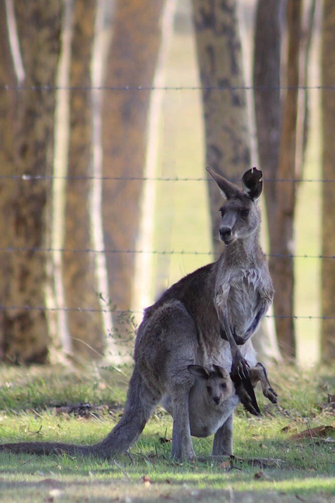 Windella NSW Accommodation Mermaid Beach