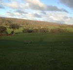 Mancuso Country Cottage Retreat - Accommodation Mermaid Beach