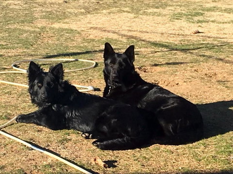 Alpine Country Motel - Accommodation Mermaid Beach 6