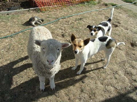 Alpine Country Motel - Accommodation Mermaid Beach 2