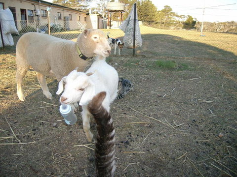 Alpine Country Motel - Accommodation Mermaid Beach 5