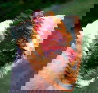 Bunnings Restaurant - Accommodation Mermaid Beach