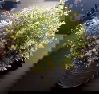 Wonderlust Cafe - Accommodation Mermaid Beach