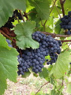 Marcus Hill Restaurants and Takeaway Accommodation Mermaid Beach Accommodation Mermaid Beach