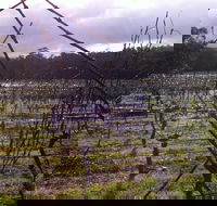 Darlington Vineyard - Accommodation Mermaid Beach