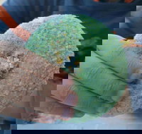 Ciao Man - Accommodation Mermaid Beach