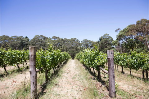 Mount Macedon Winery - Accommodation Mermaid Beach 1