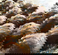 The Burrow Coffee House - Accommodation Mermaid Beach