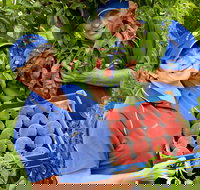 Willayoung Orchard - Accommodation Mermaid Beach