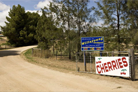 Willayoung Orchard - Accommodation Mermaid Beach 1