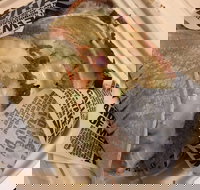 Guzman Y Gomez - Perth Airport - Accommodation Mermaid Beach