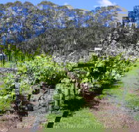 Woongooroo Estate Winery - Accommodation Mermaid Beach