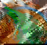 Fairbrossen Estate - Accommodation Mermaid Beach