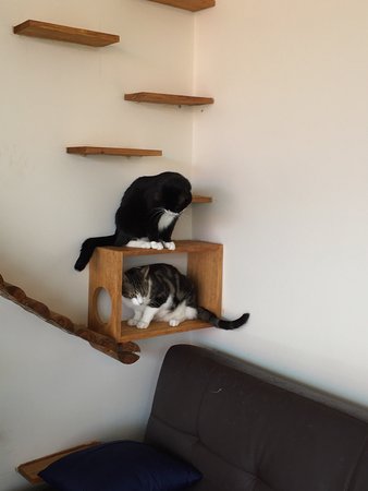 Hobart Cat Cafe - Accommodation Mermaid Beach 0