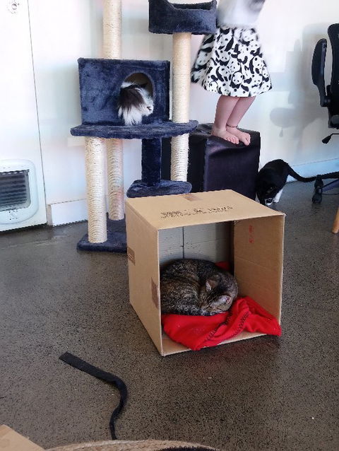 Hobart Cat Cafe - Accommodation Mermaid Beach 3