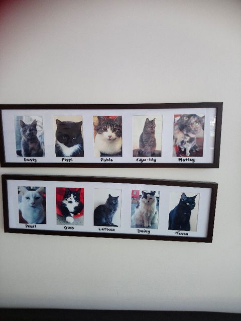 Hobart Cat Cafe - Accommodation Mermaid Beach 4