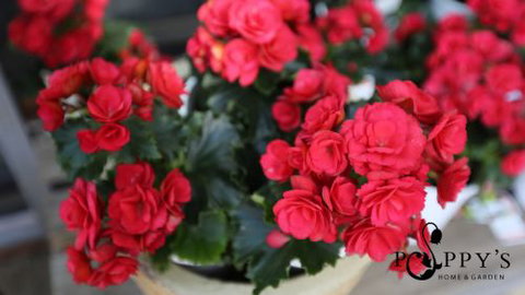 Poppy’s Home & Garden Centre - Accommodation Mermaid Beach 0