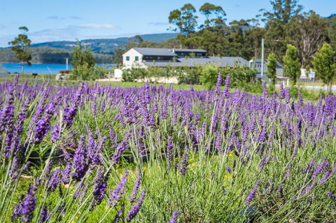 Port Arthur Lavender - Accommodation Mermaid Beach 0