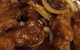 Dim Sum Delights - thumb 2
