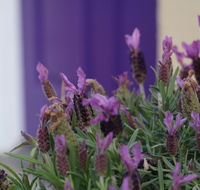 The Purple Door on Seaview - Accommodation Mermaid Beach