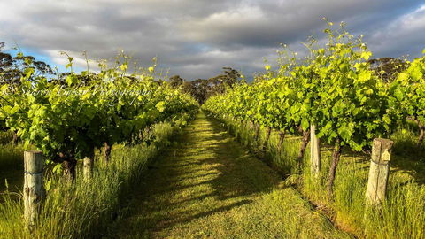 Shadow Creek McLaren Vale - Accommodation Mermaid Beach 20