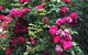 Blyth Cottage Burra - thumb 25