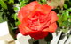 Blyth Cottage Burra - thumb 23