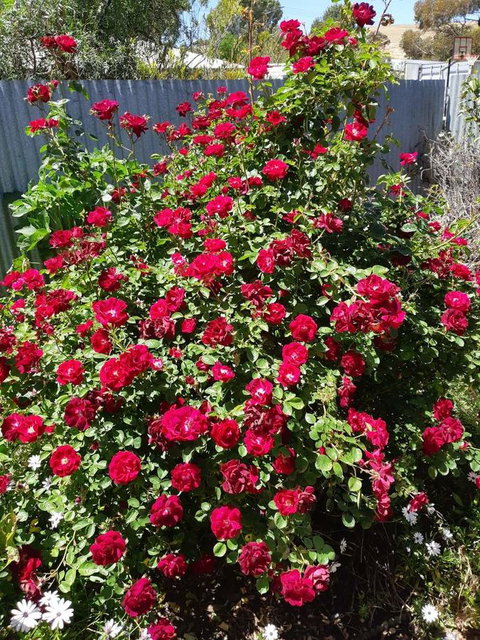 Blyth Cottage Burra - Accommodation Mermaid Beach 22