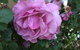 Blyth Cottage Burra - thumb 27