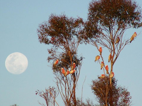 Burra Motor Inn - Accommodation Mermaid Beach 28